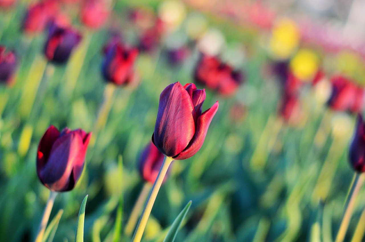 tulips red macro free photo