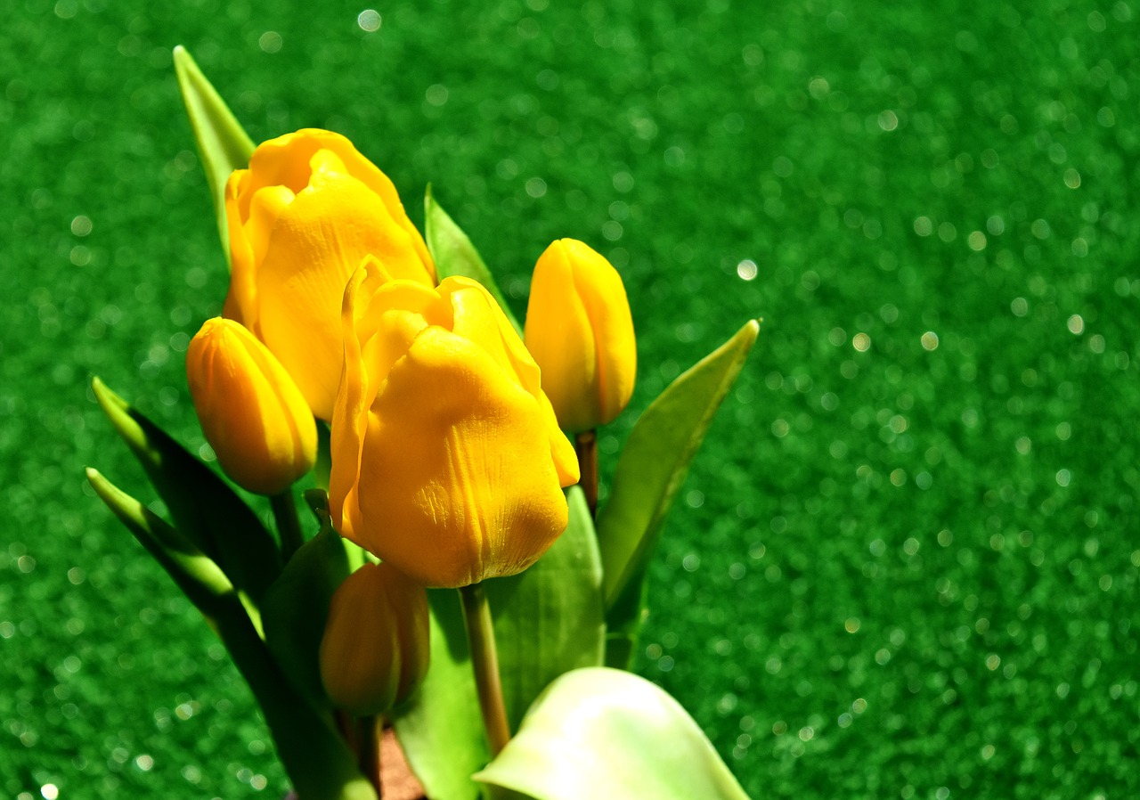 tulips yellow flowers free photo