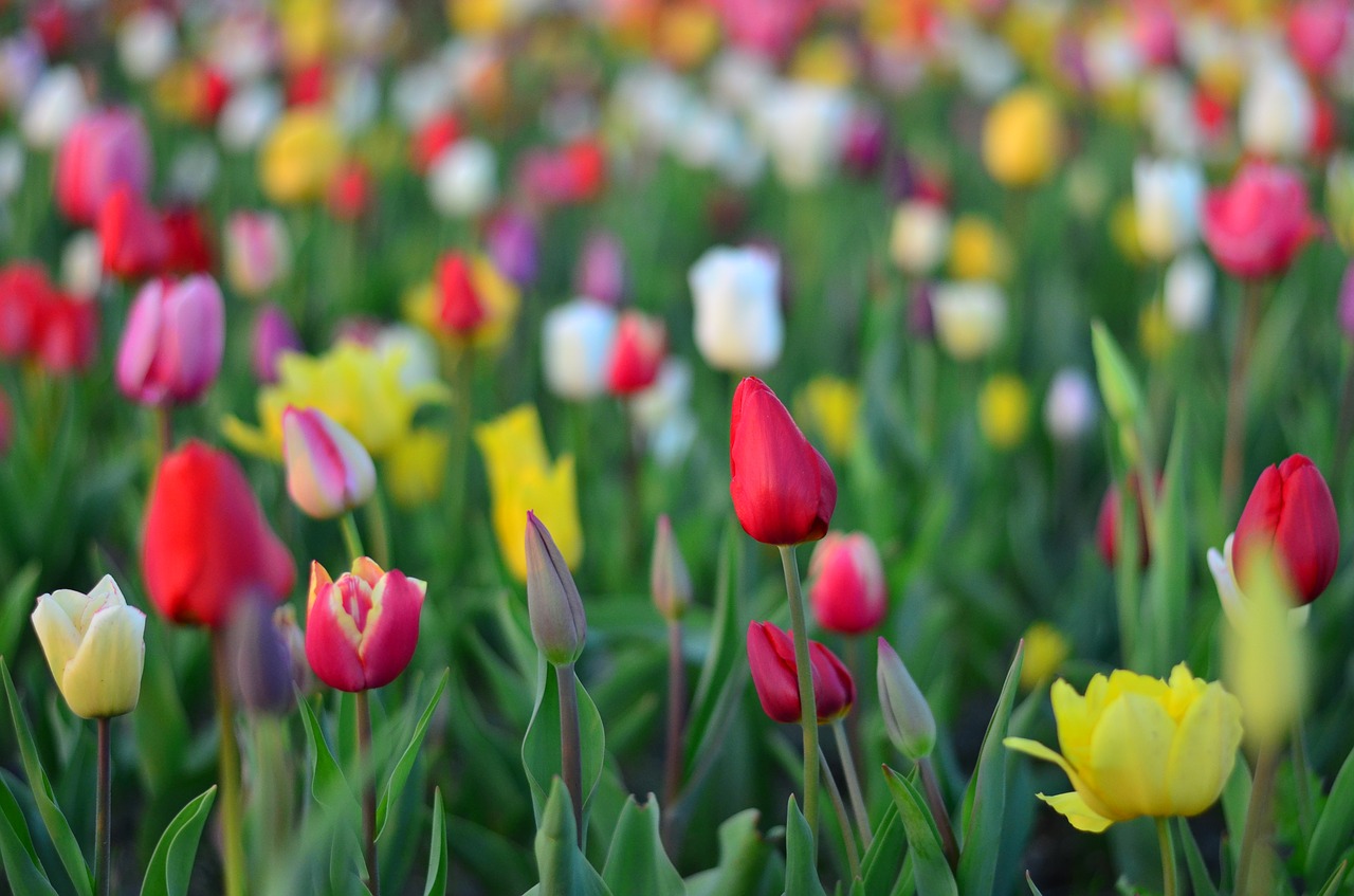 tulips red park free photo