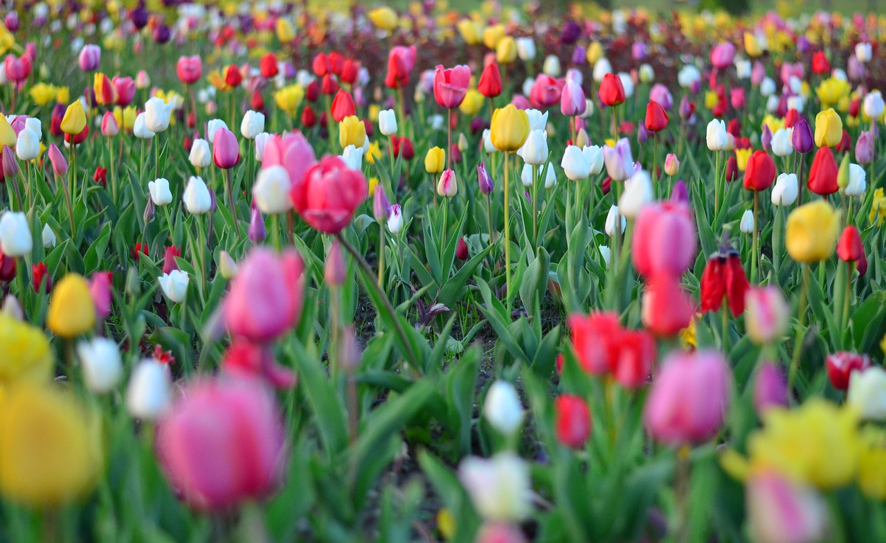 tulips red vivid color free photo