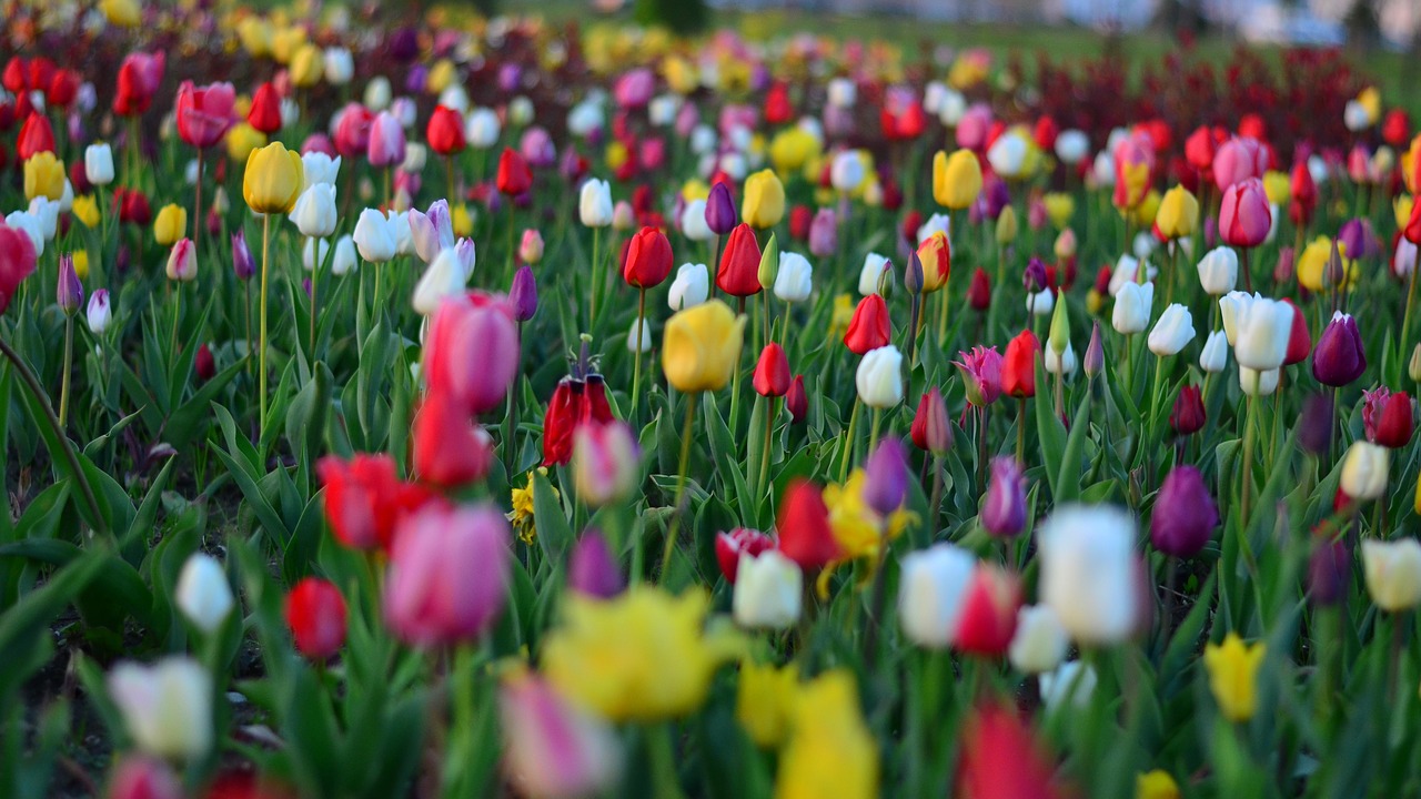 tulips red vivid color free photo