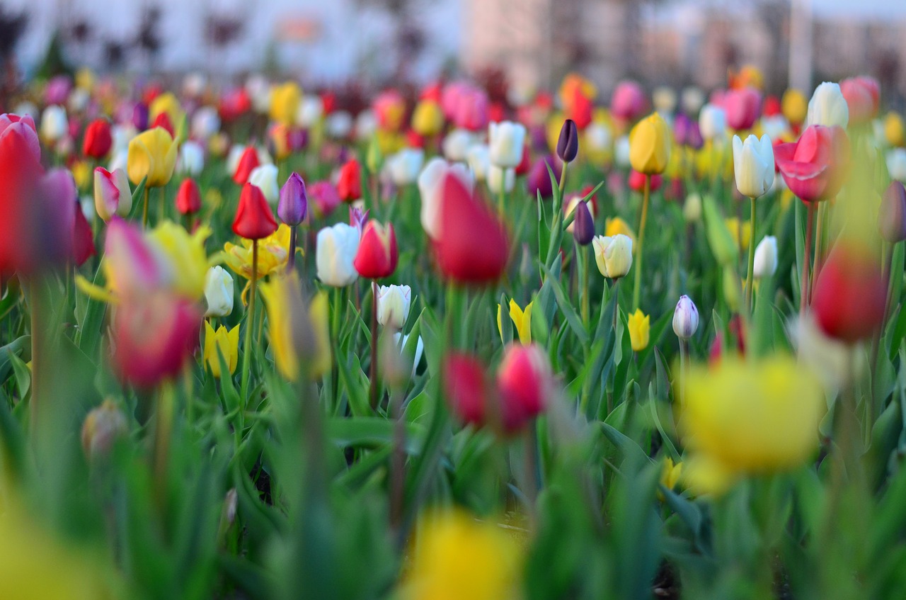 tulips red vivid color free photo