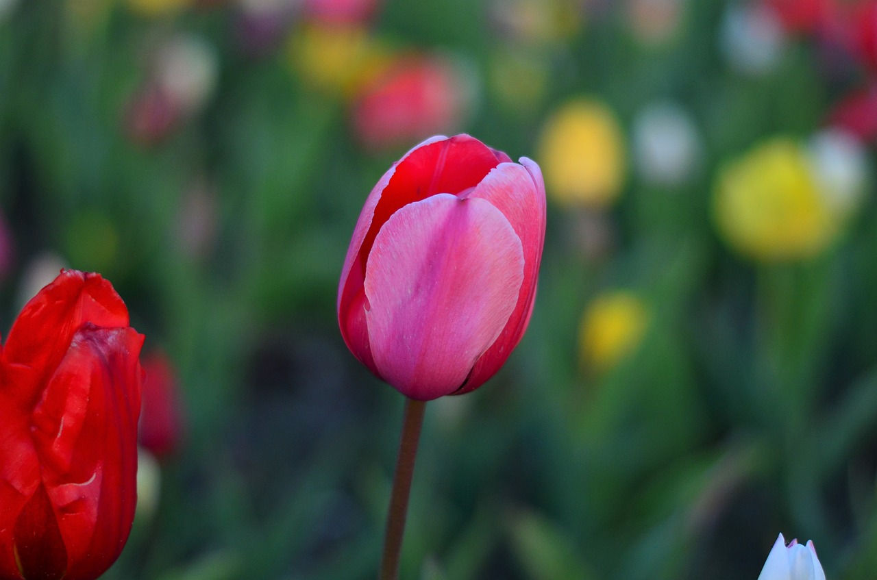 tulips red vivid color free photo