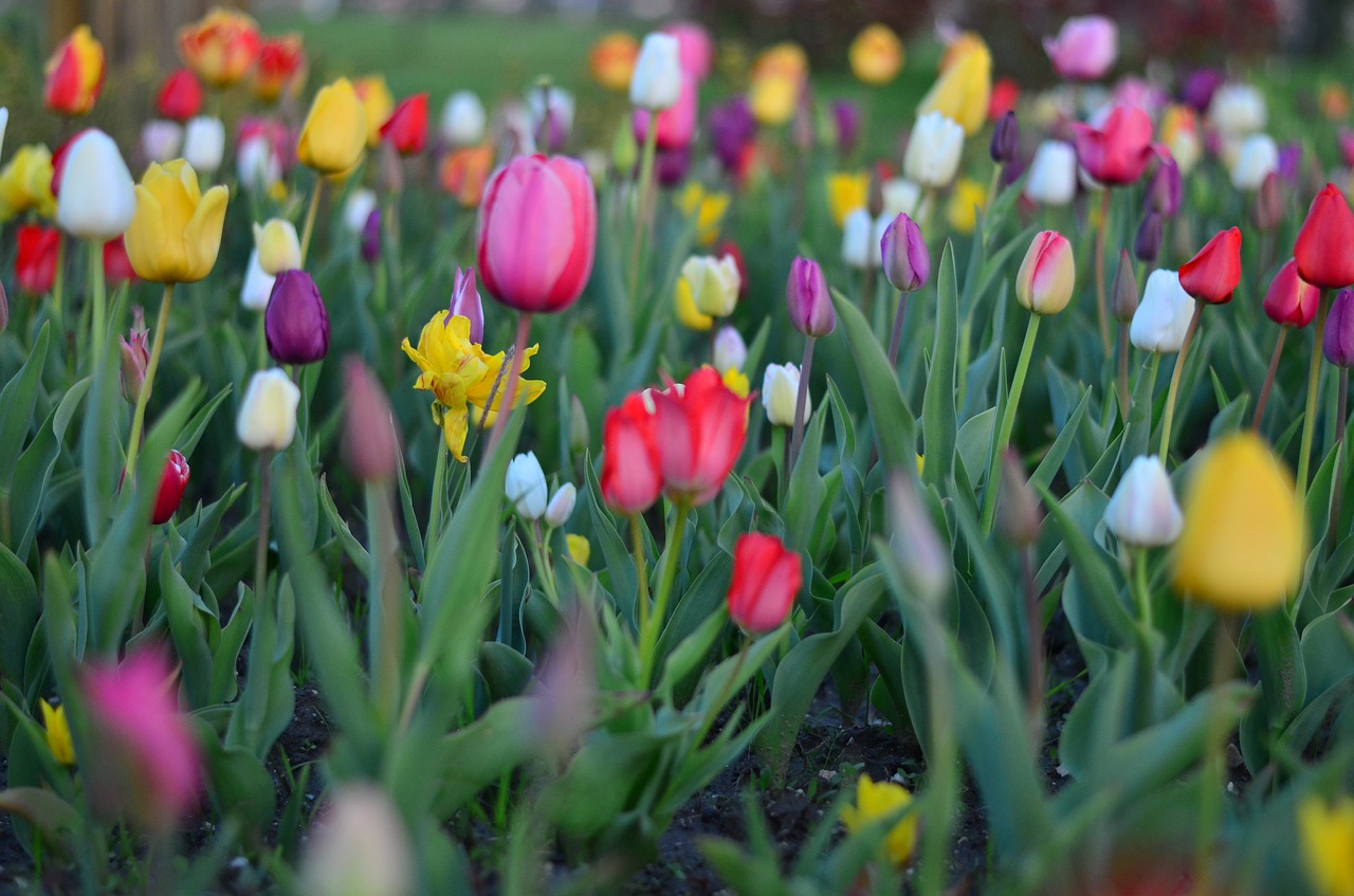 tulips red vivid color free photo