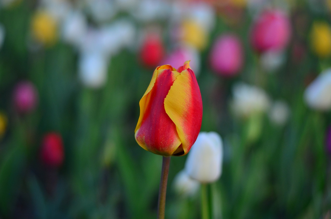 tulips red vivid color free photo