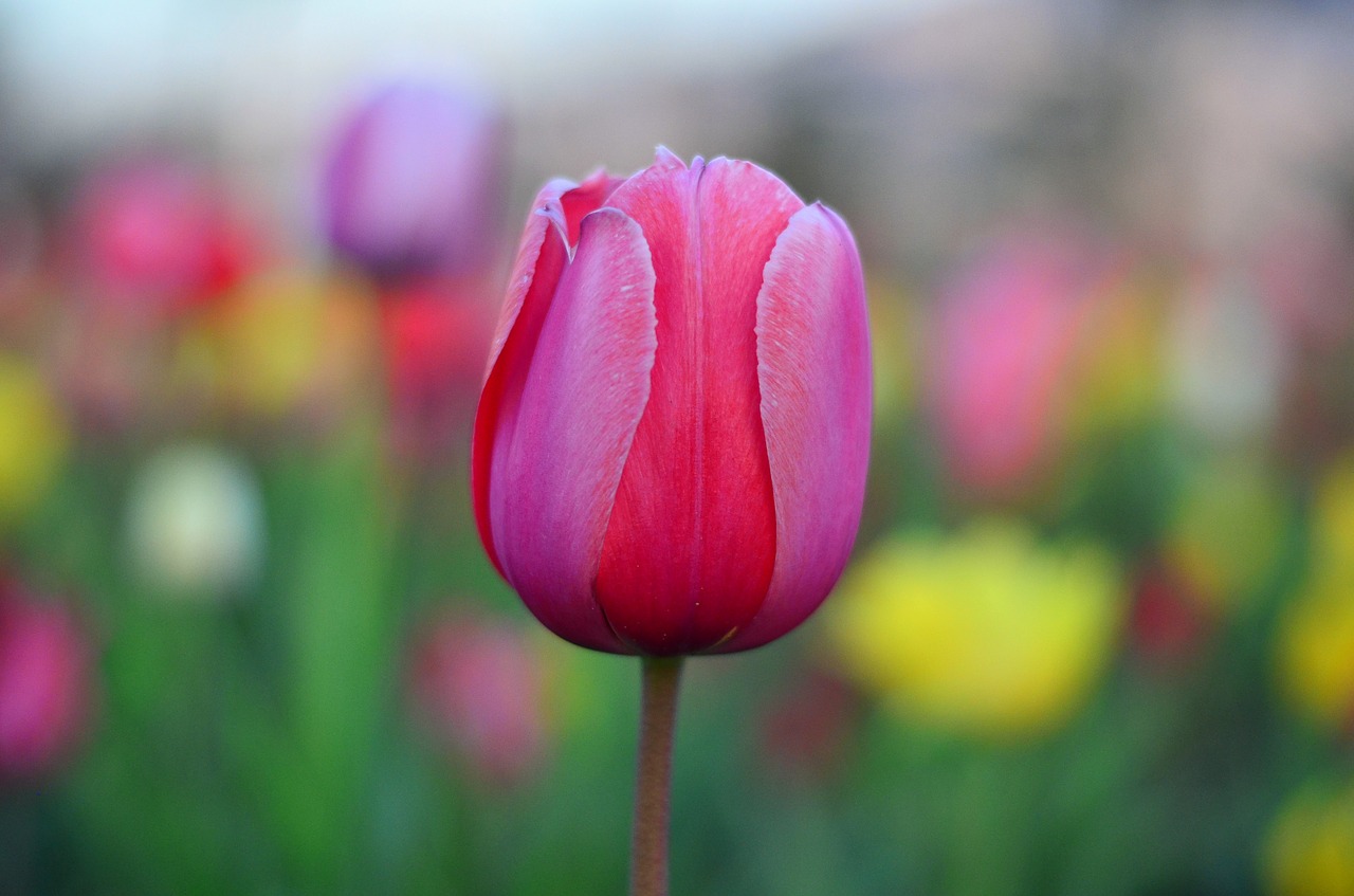 tulips red vivid color free photo