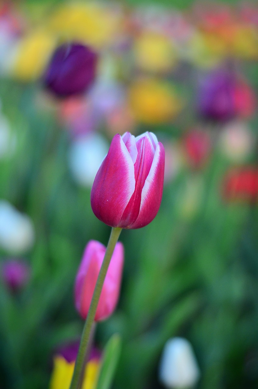 tulips red vivid color free photo