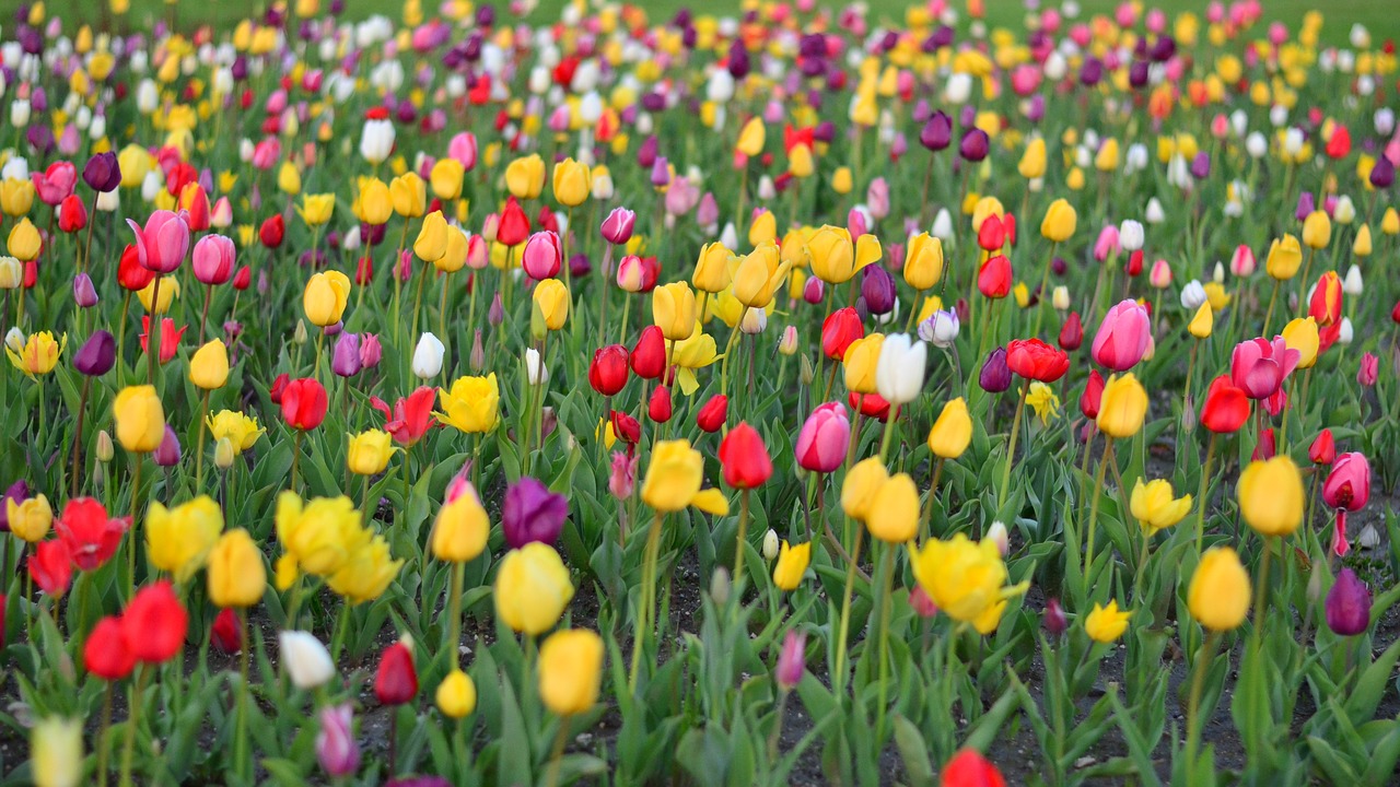 tulips red vivid color free photo