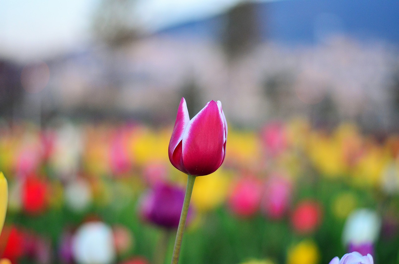 tulips red vivid color free photo