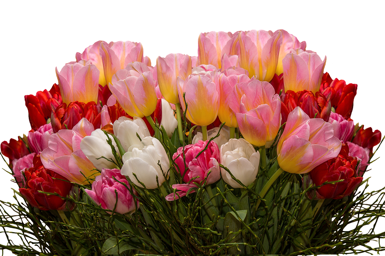 tulips nature flowers free photo