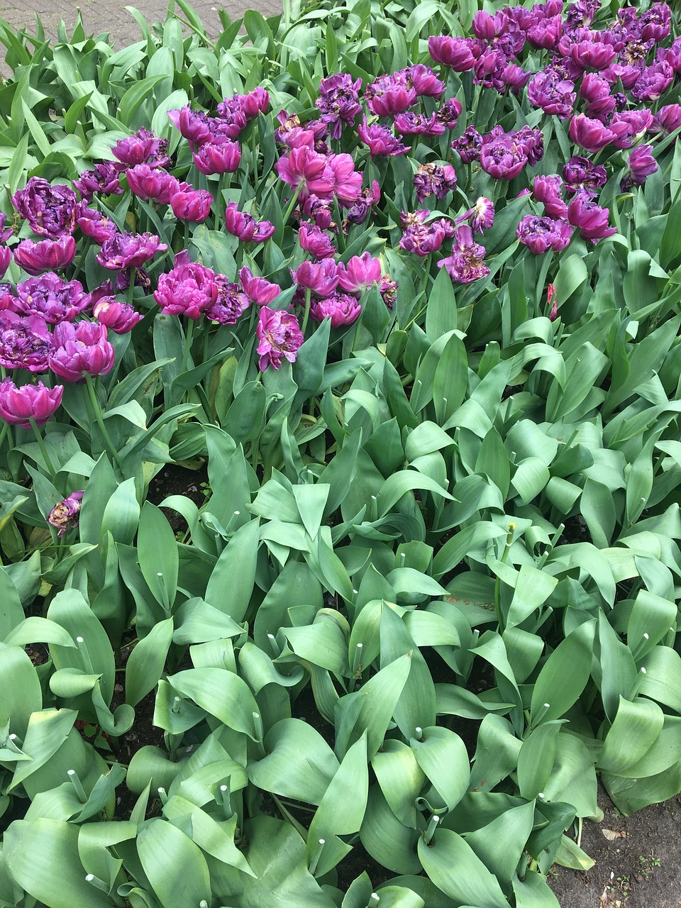 tulips purple flowers free photo