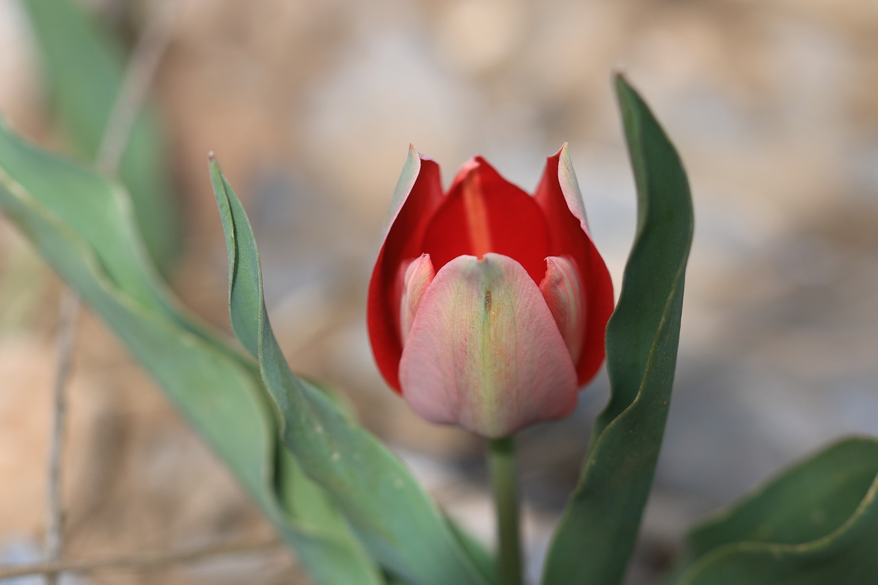 tulips green red free photo