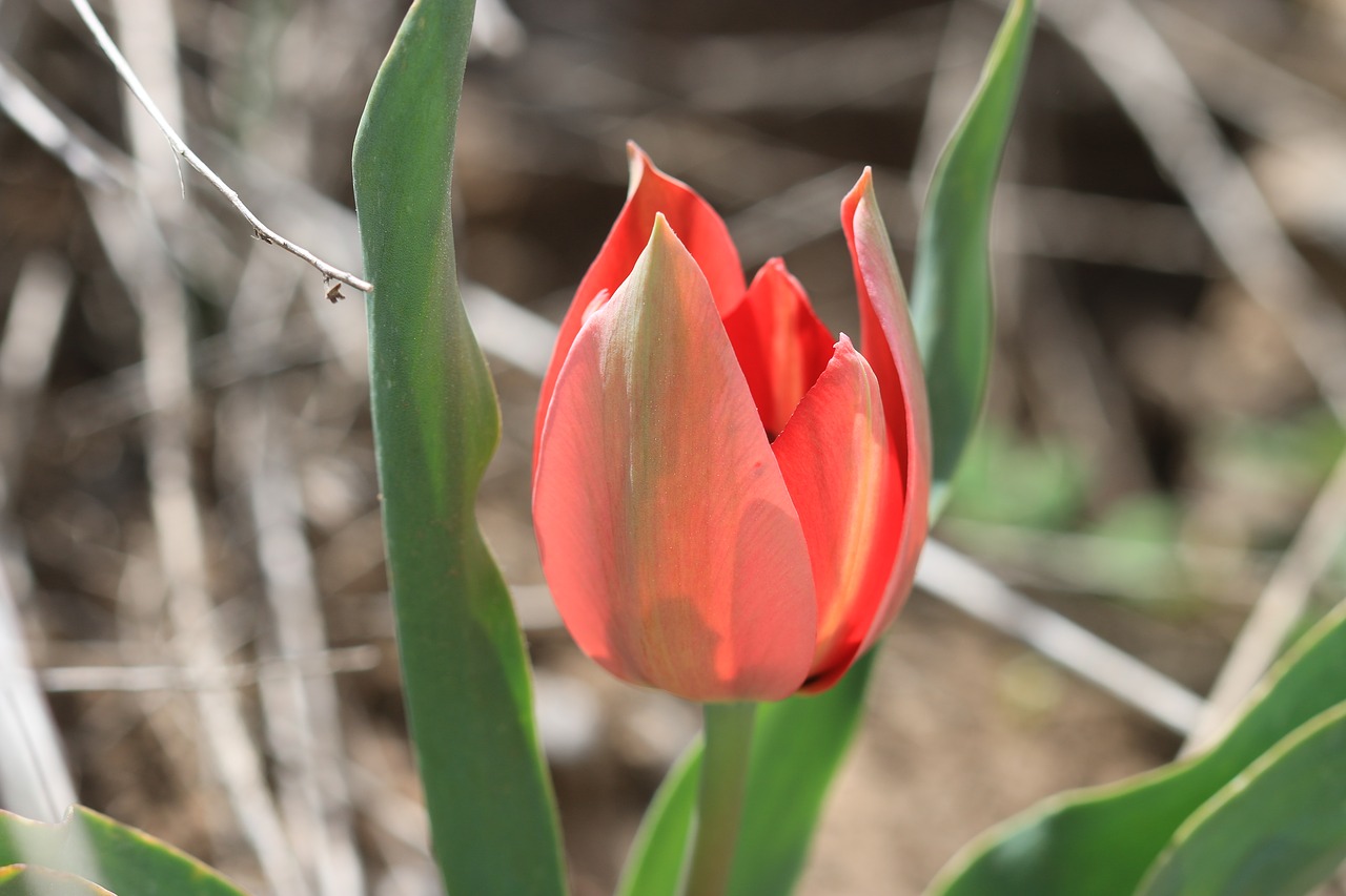 tulips green red free photo