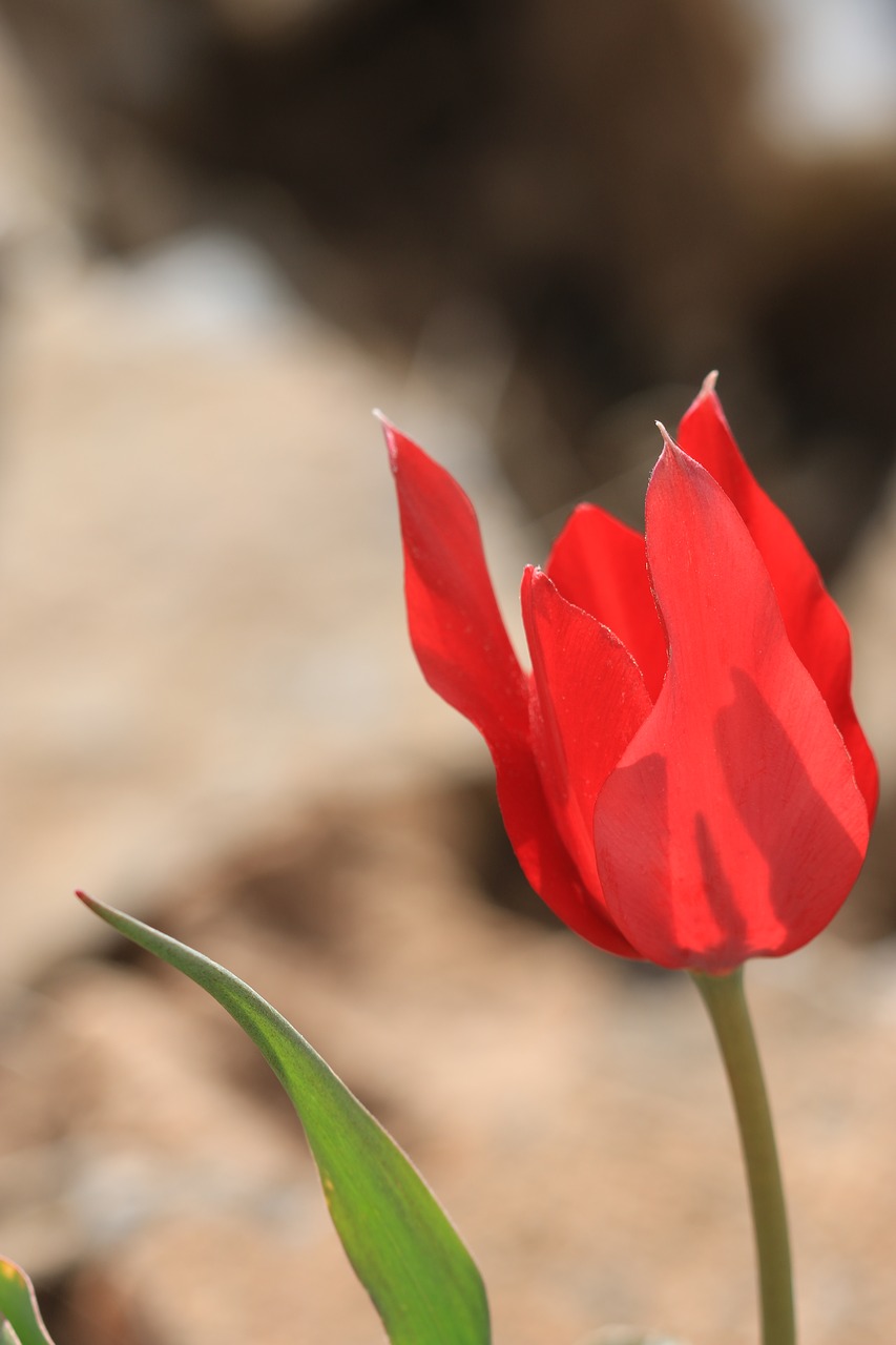 tulips green red free photo