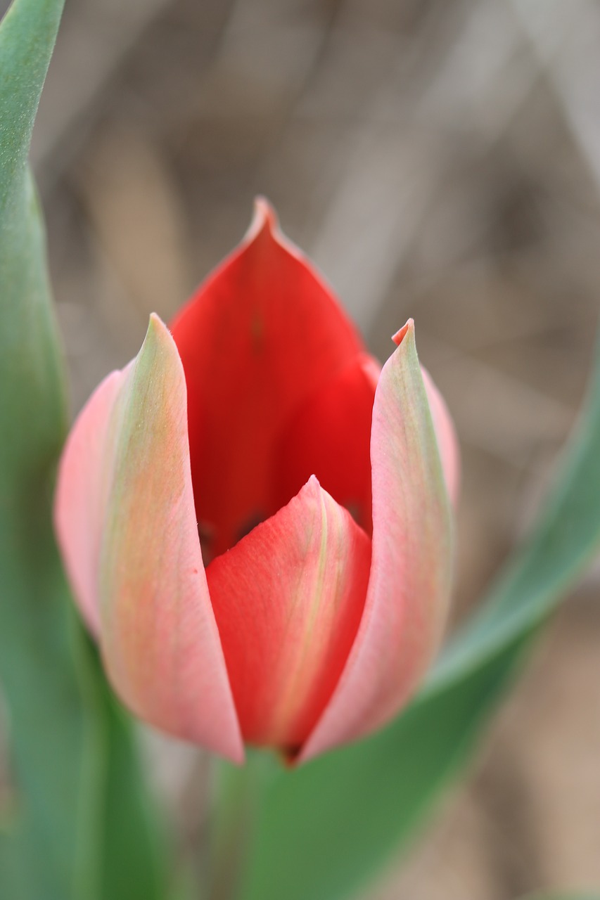 tulips green red free photo