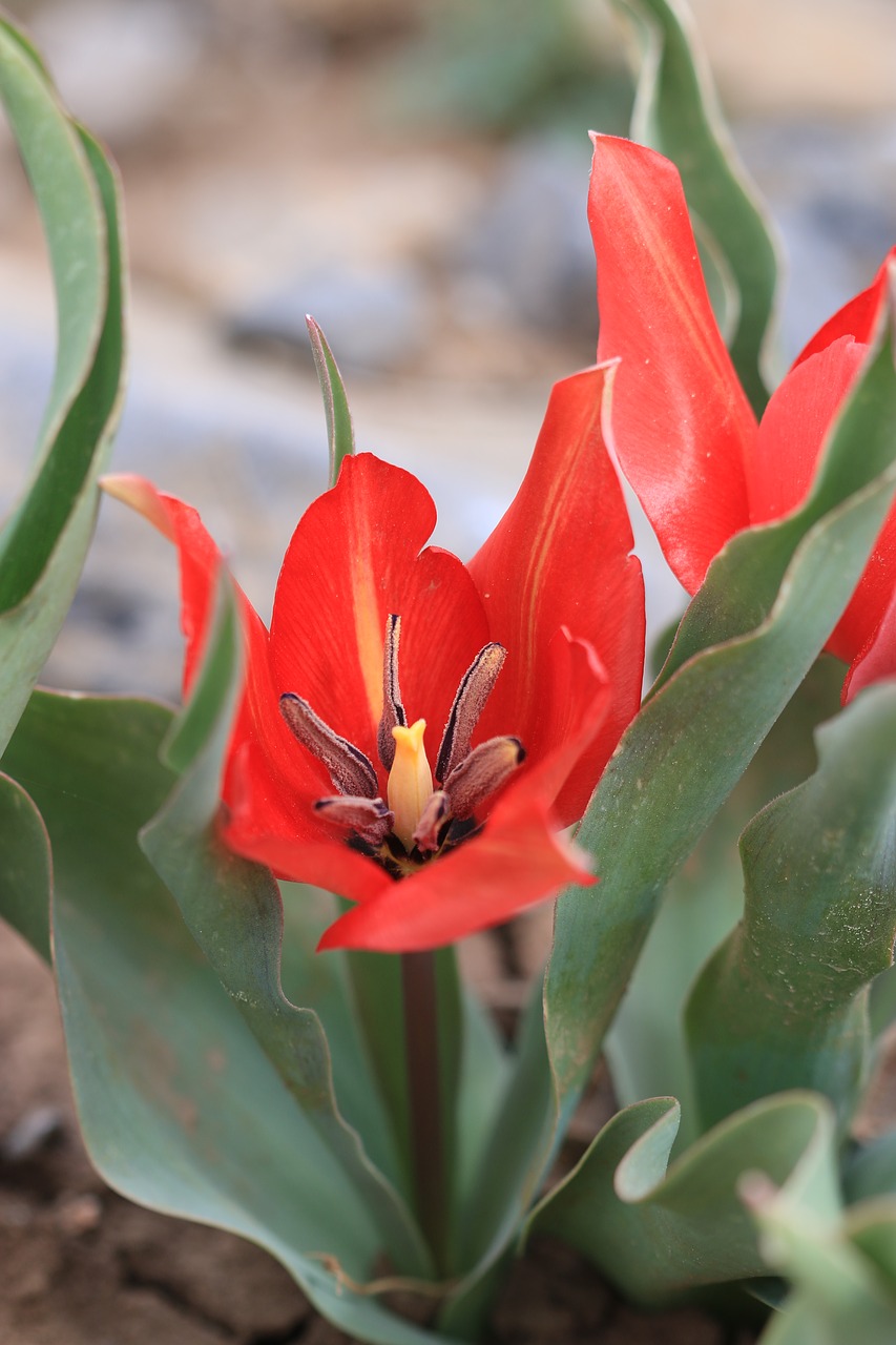 tulips green red free photo