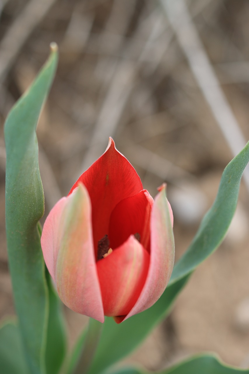 tulips green red free photo