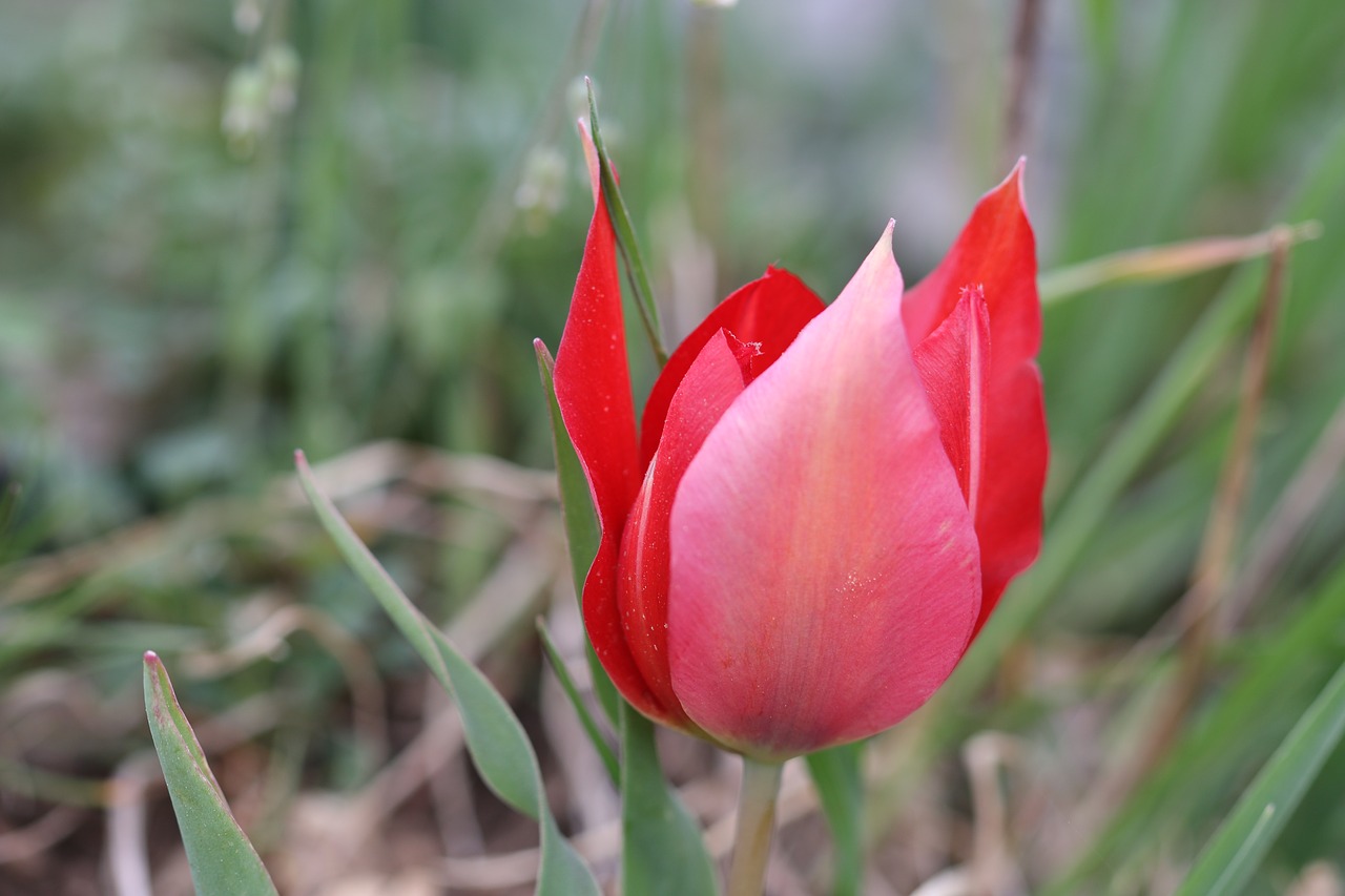 tulips green red free photo