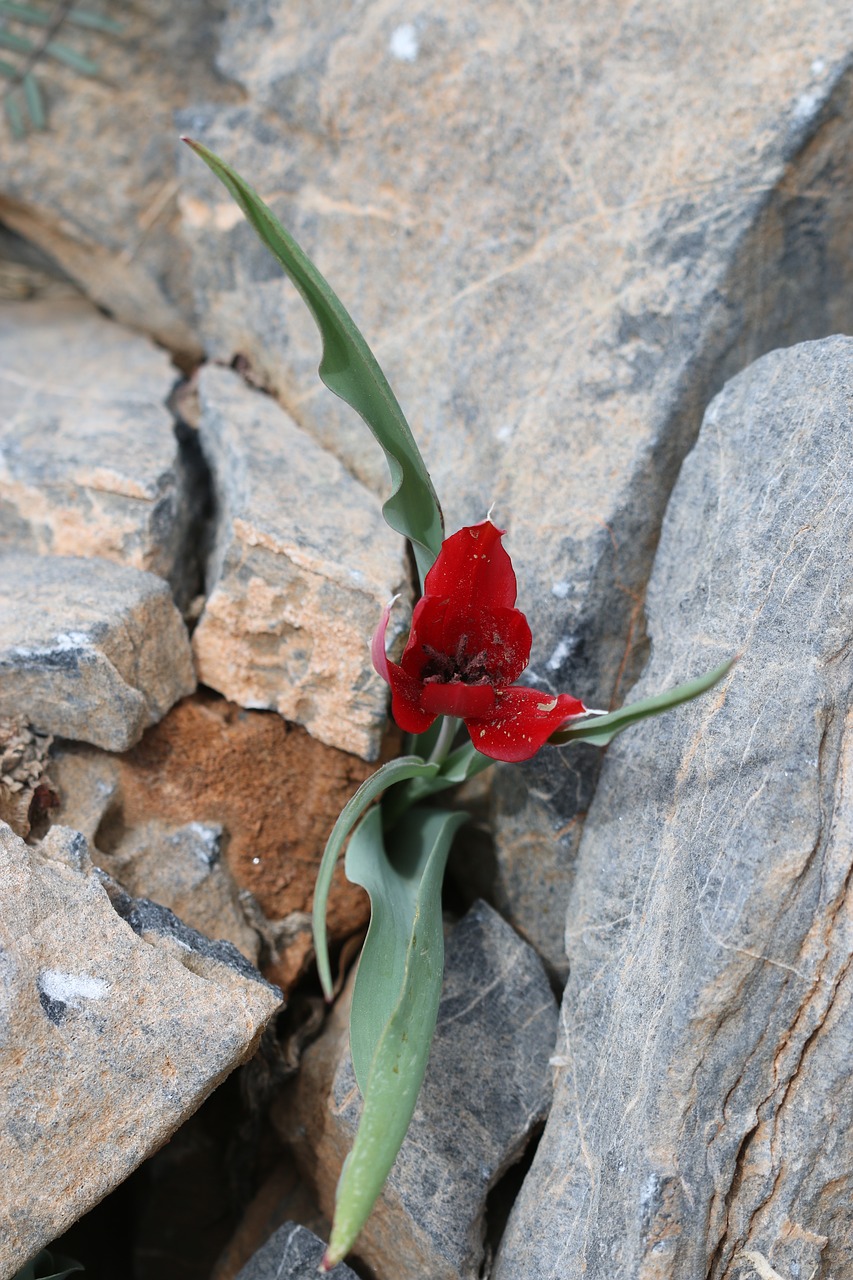 tulips green red free photo