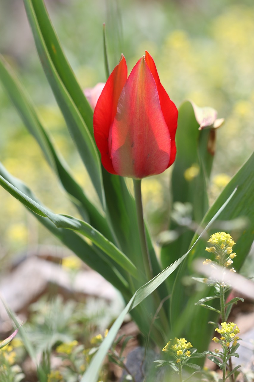 tulips green red free photo