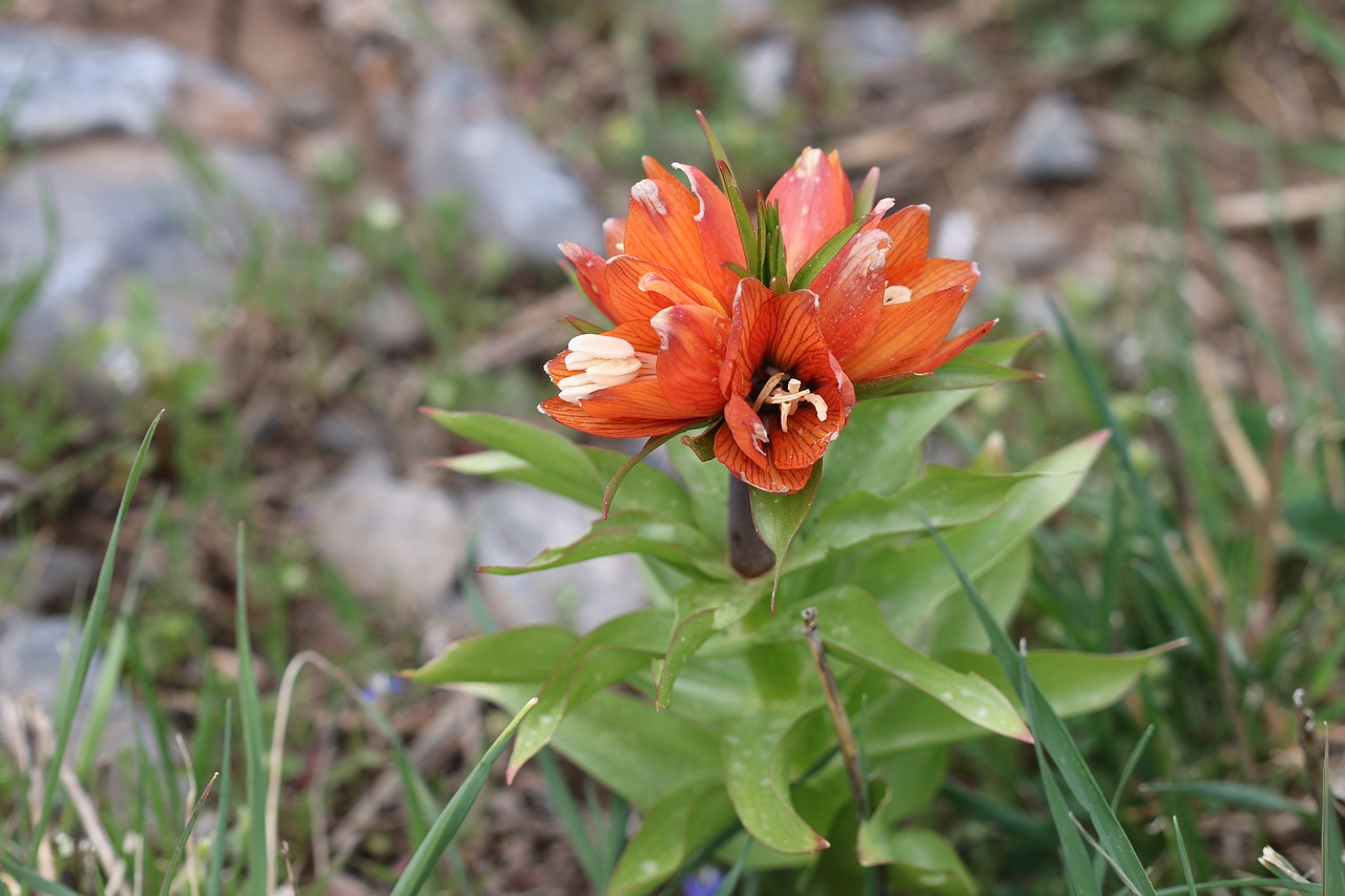 tulips green red free photo