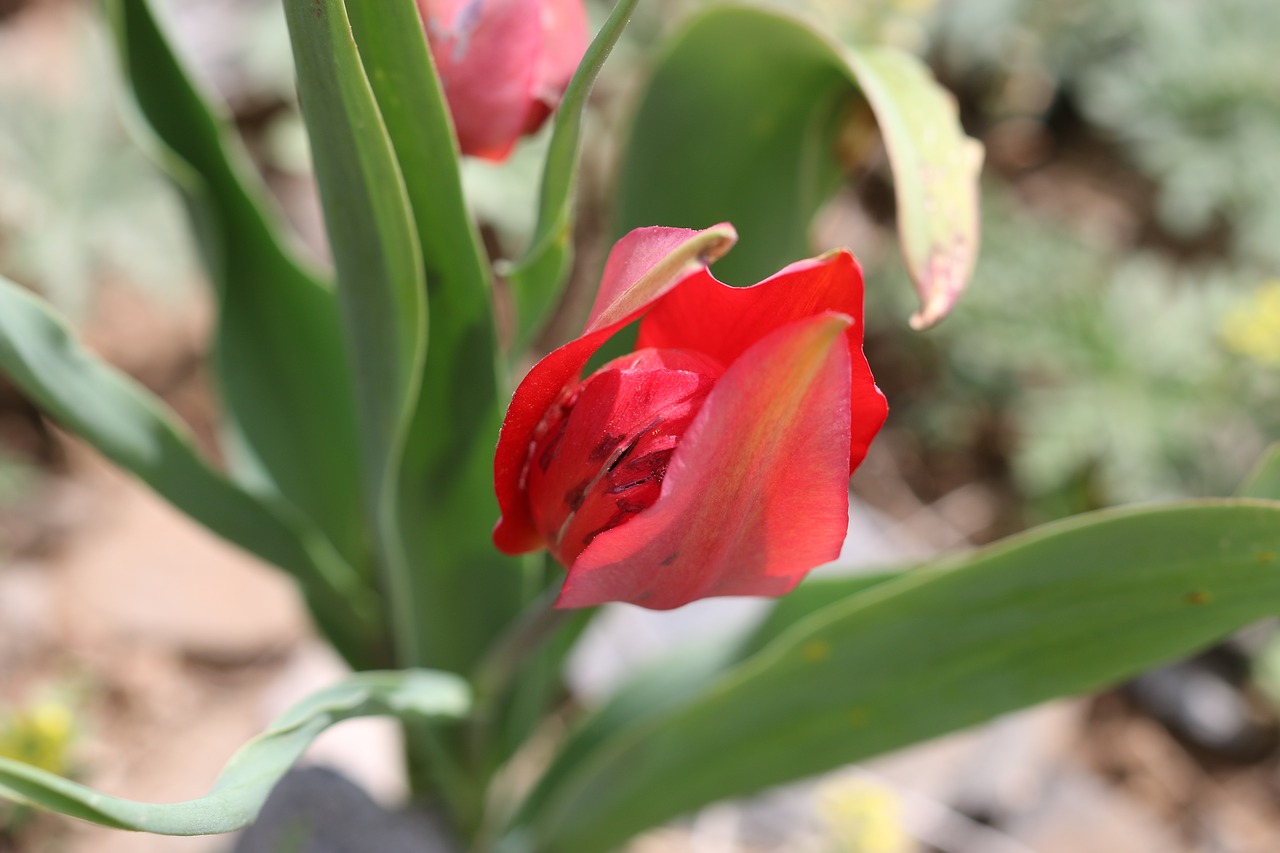 tulips green red free photo