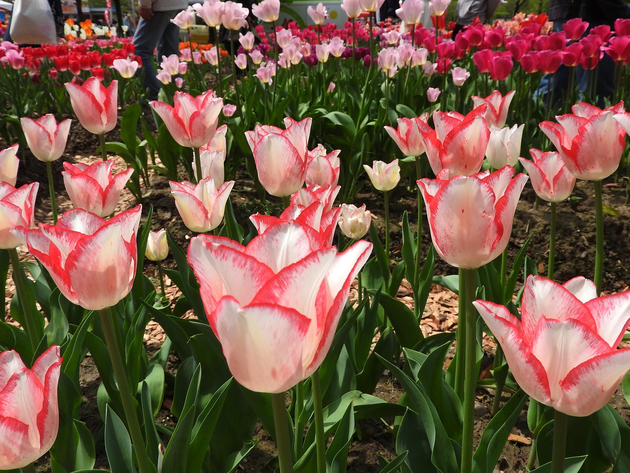 tulips flowers paws free photo