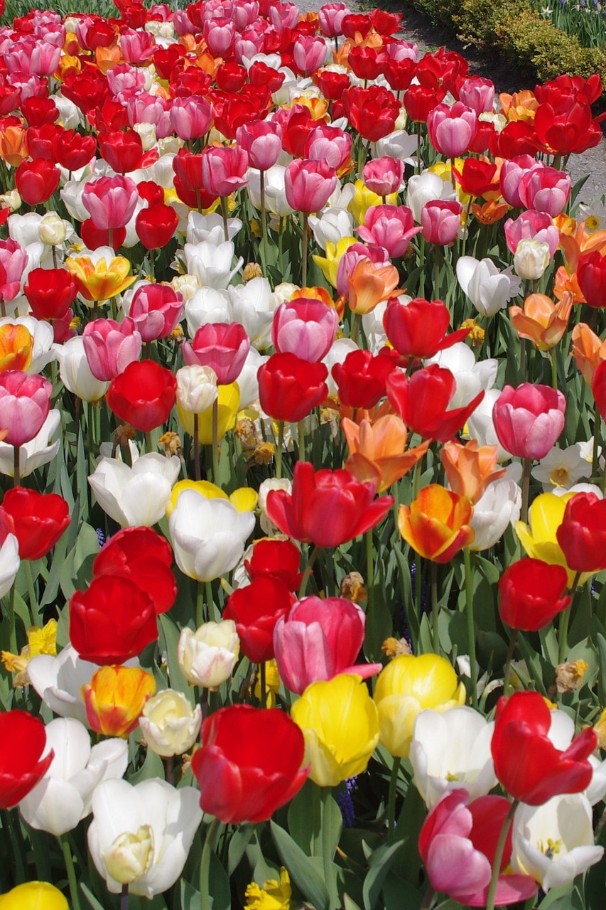 tulips colorful flowers tulip sea free photo