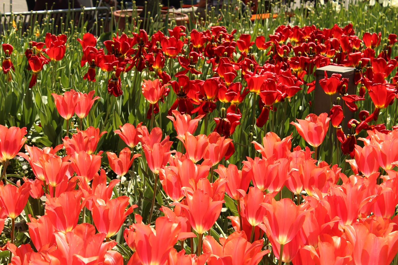 tulips red tulip sea free photo