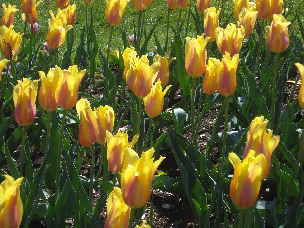 tulips yellow floral free photo