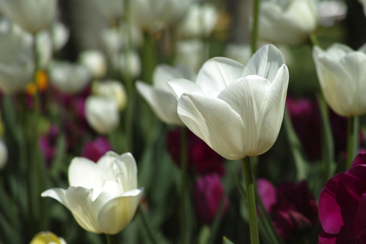 tulips flower tulip festival free photo