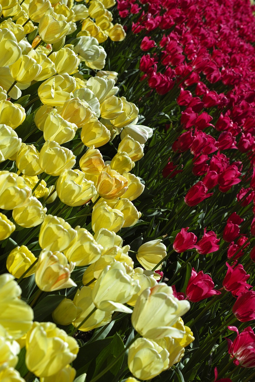 tulips flower tulip festival free photo