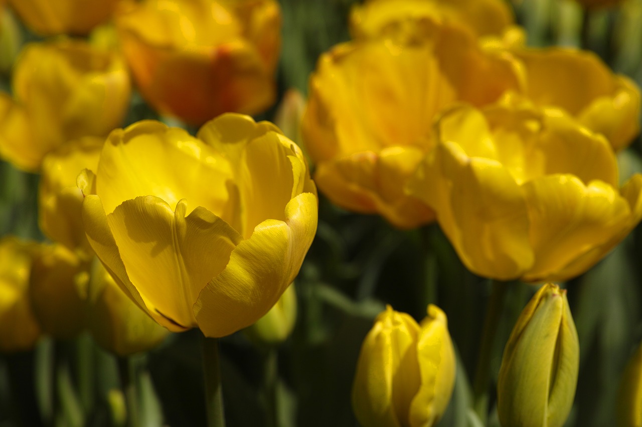 tulips flower tulip festival free photo