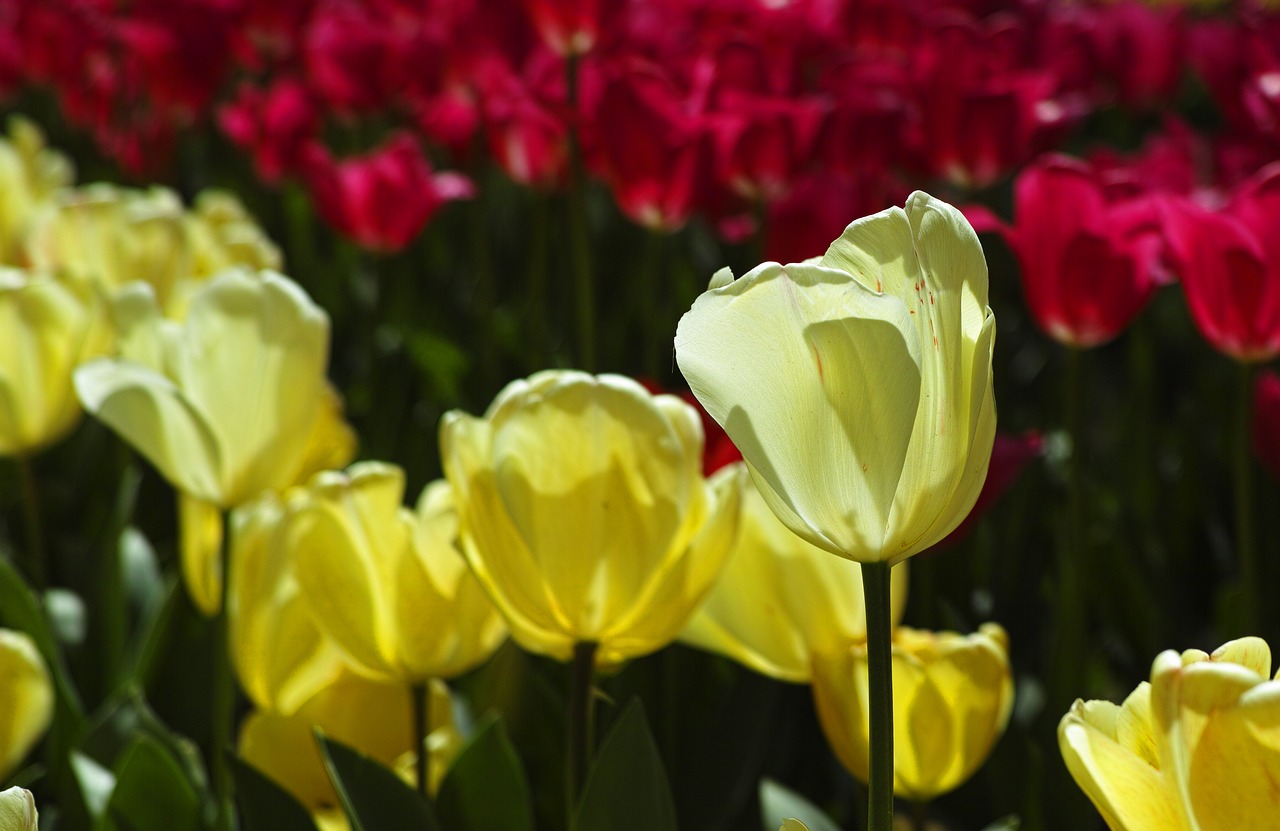 tulips flower tulip festival free photo