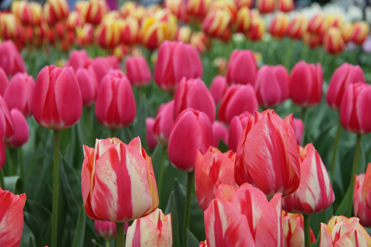 tulips keukenhof lisse free photo