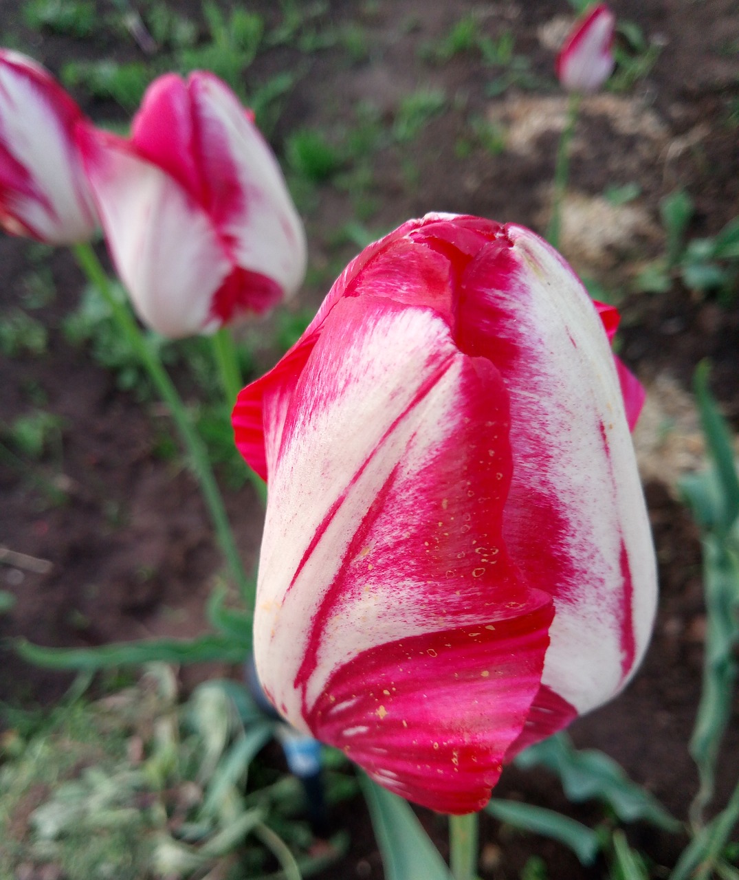 tulips summer flowers free photo