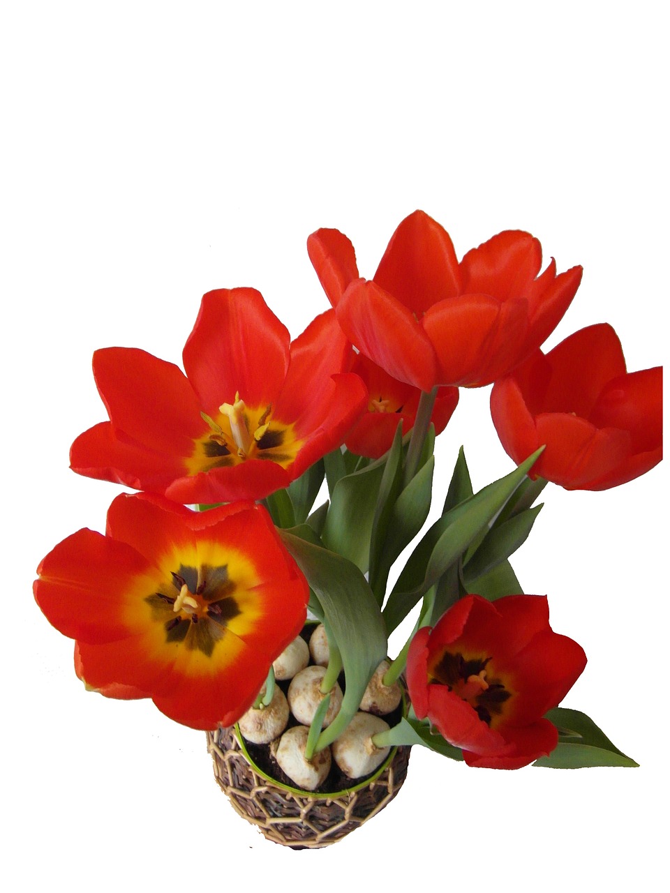 tulips red spring free photo