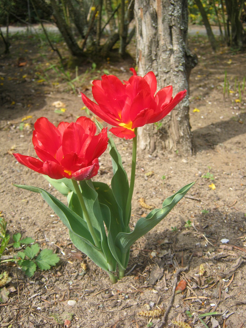 tulips red spring free photo
