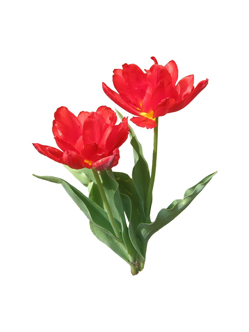 tulips red spring free photo