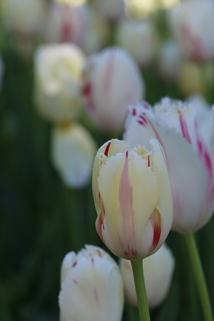 tulips white pink free photo