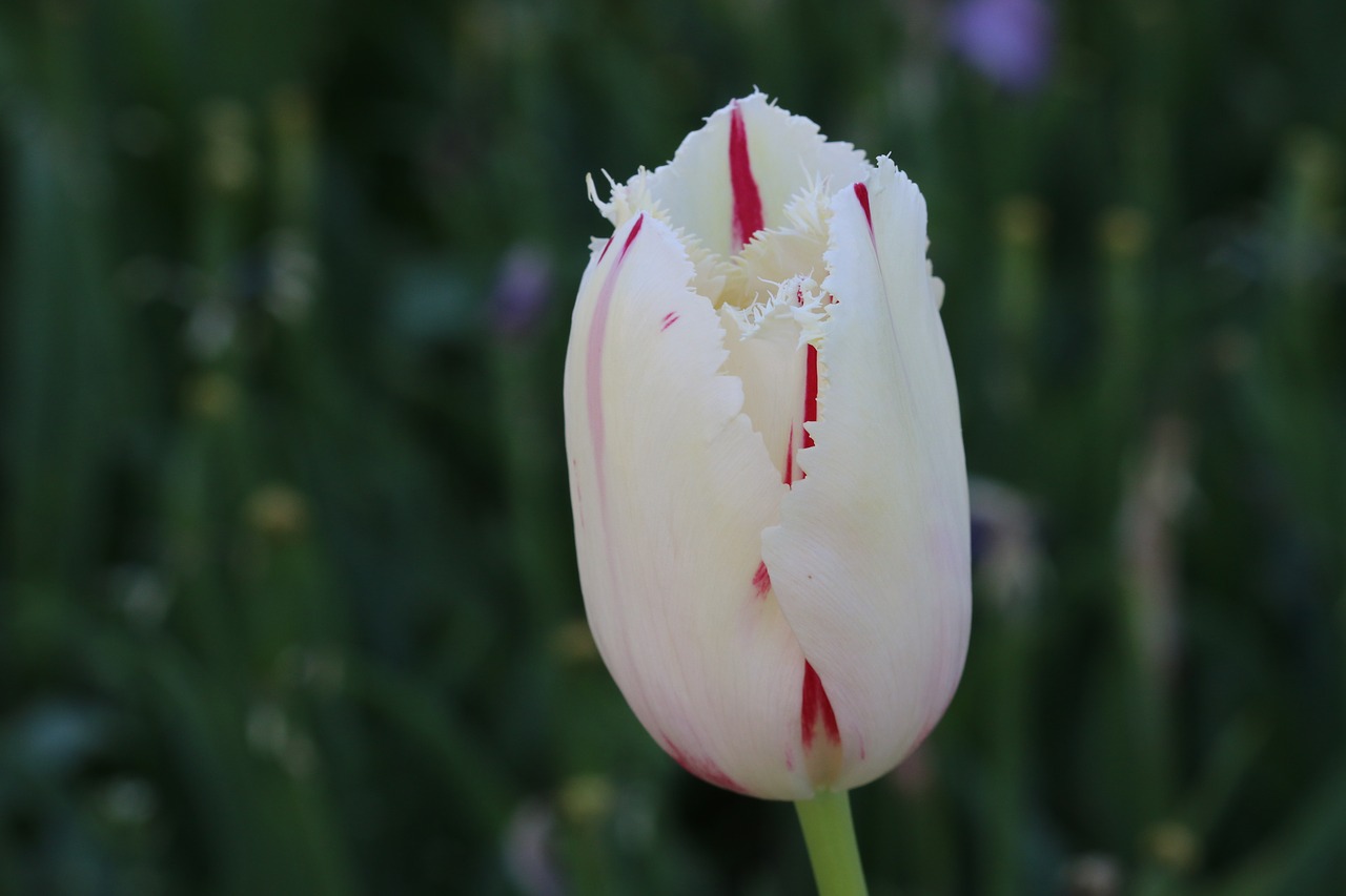 tulips white pink free photo