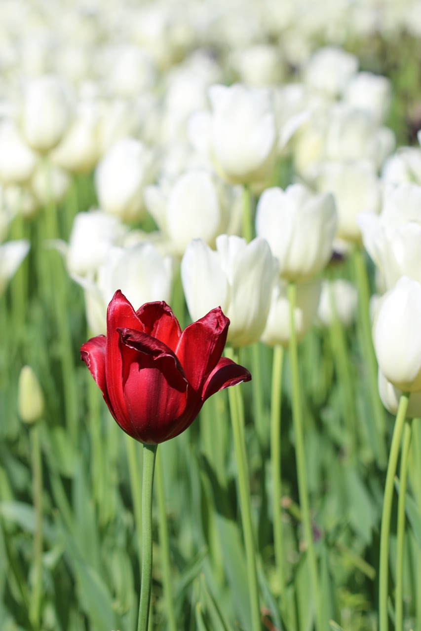 tulips white pink free photo