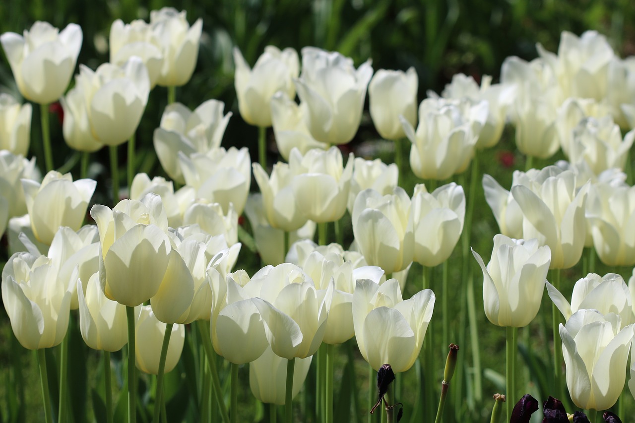 tulips white pink free photo