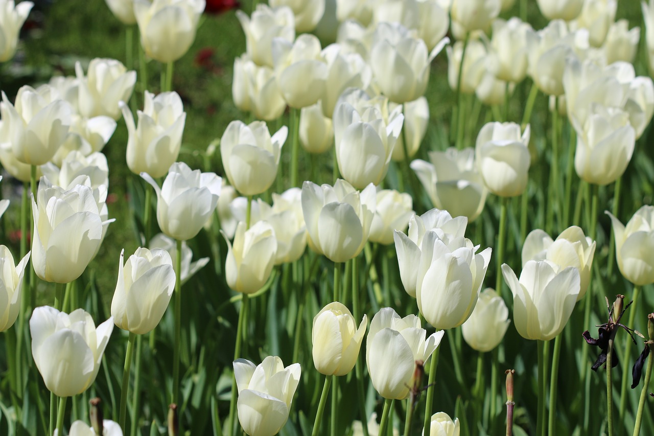 tulips white pink free photo