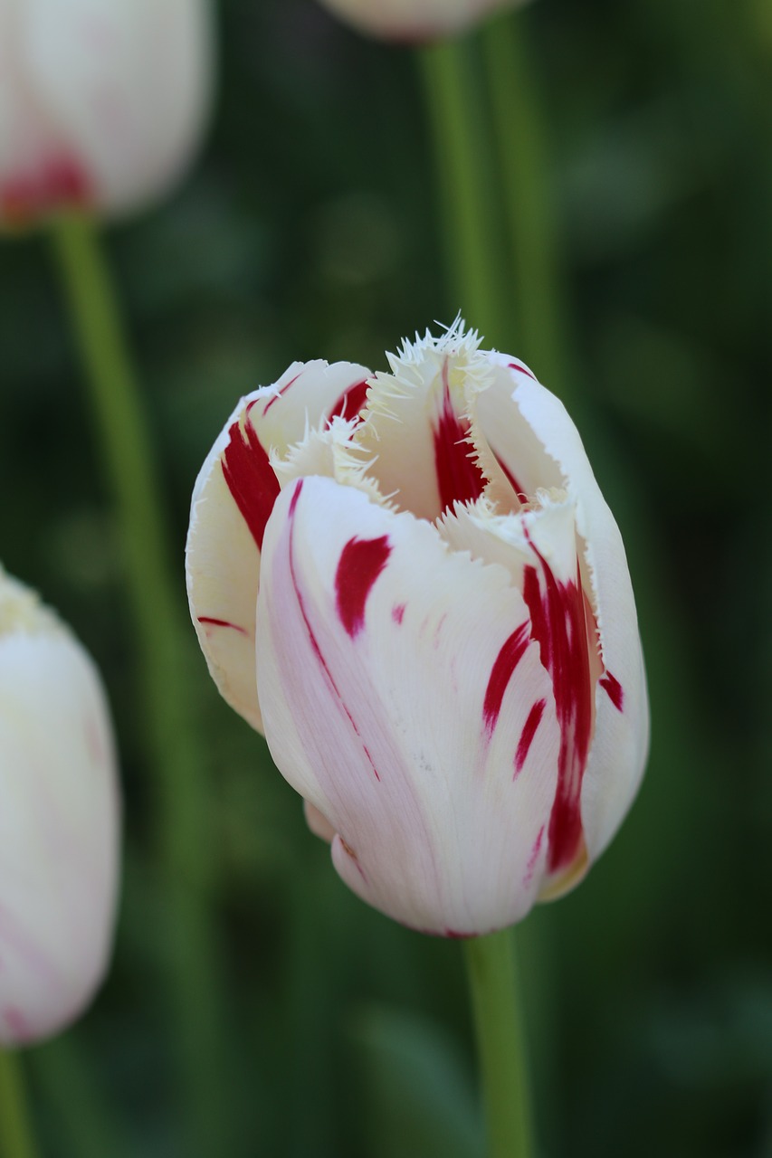 tulips white pink free photo