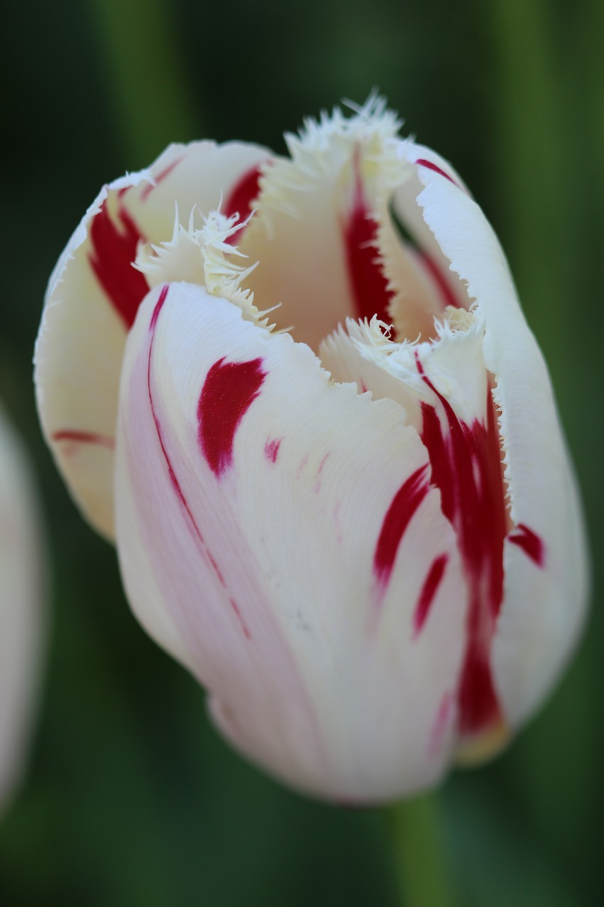 tulips white pink free photo