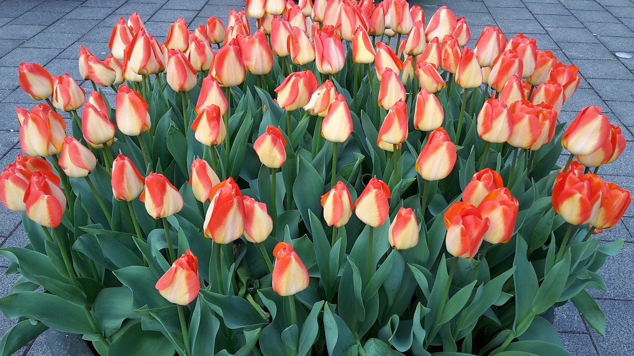 tulips amsterdam netherlands free photo