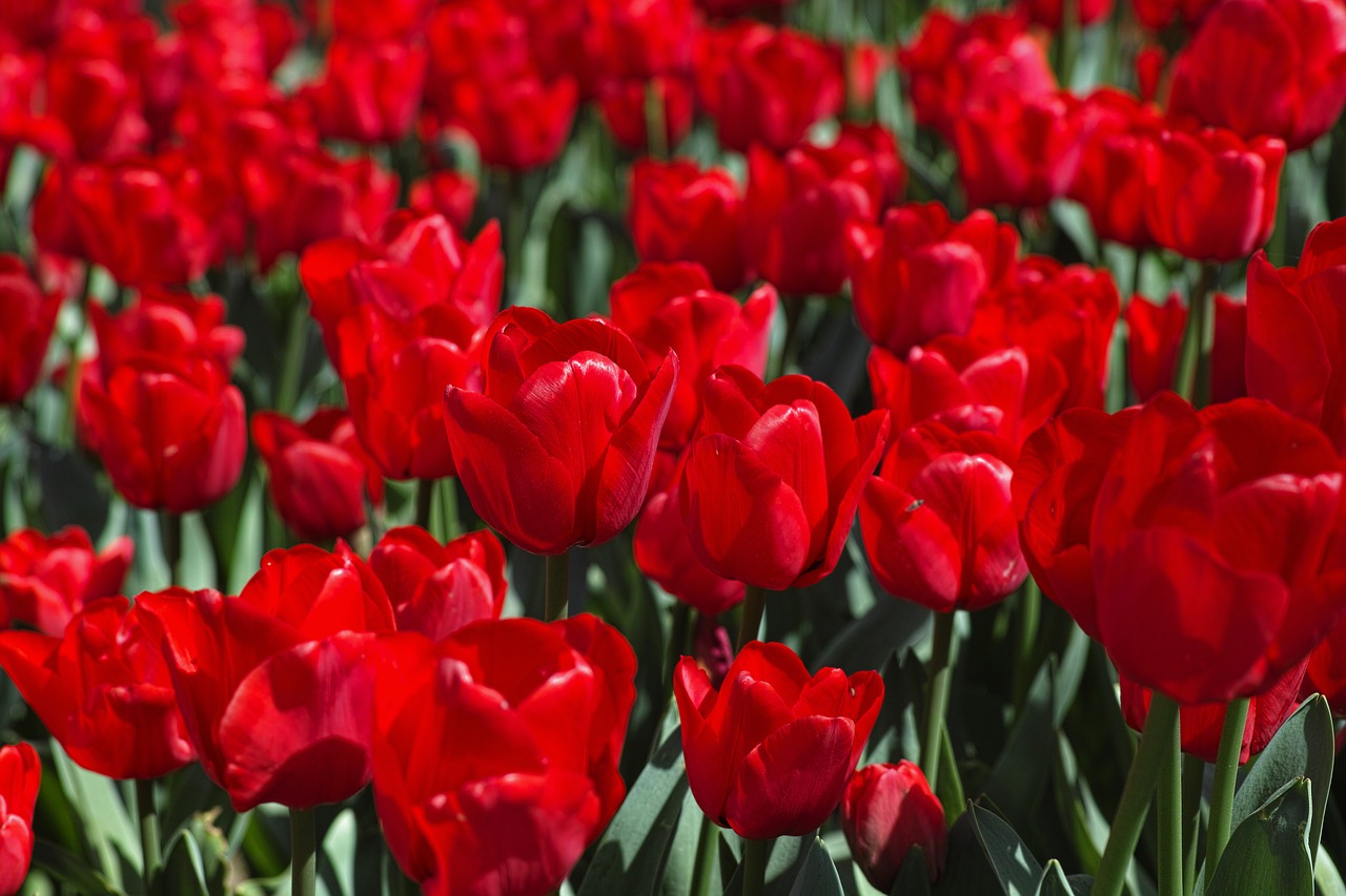 tulips flower tulip festival free photo