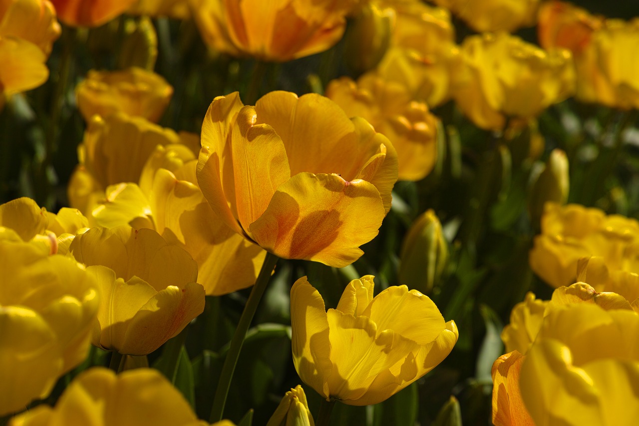 tulips flower tulip festival free photo