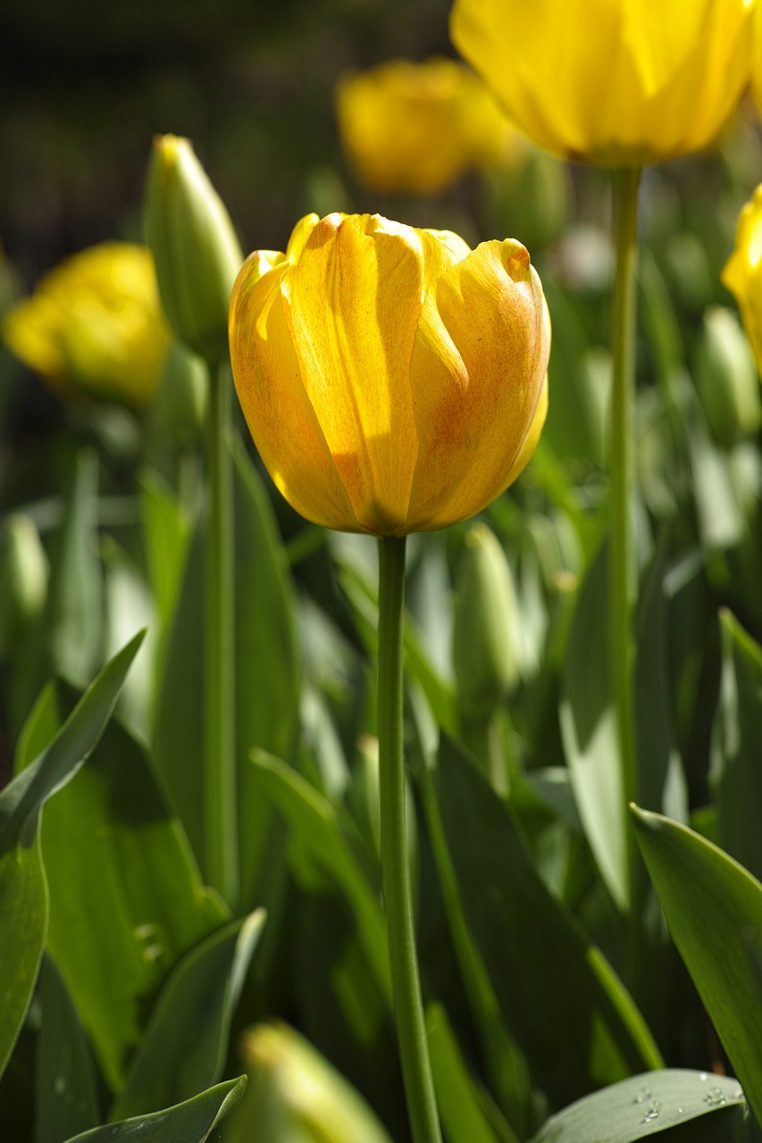 tulips flower tulip festival free photo